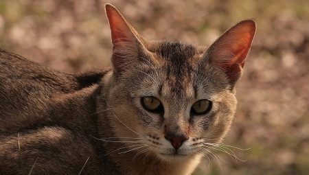 Chausi cats: description and content