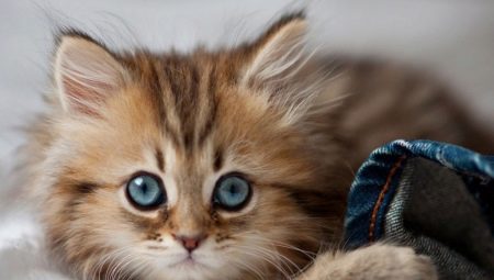 The kitten eats toilet filler: how harmful is it and what to do in such a situation?