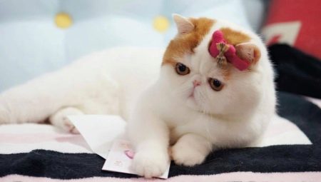 Cats snoopy: what is the breed and the reasons for their popularity