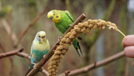 Beautiful and original names for boys wavy parrots