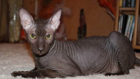 Bald cats: characteristics, types, rules of care