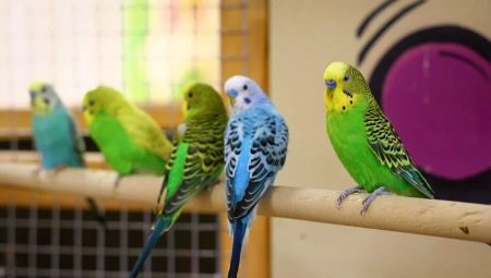 Little parrots: species, how many live and how to care?