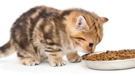 Is it possible to feed a kitten with only dry food or only wet food?