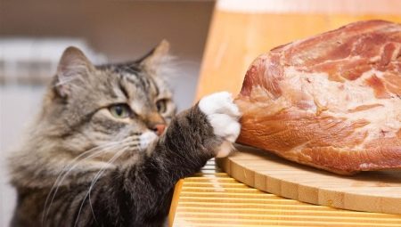 Is it possible to feed a cat with raw meat and what are the limitations?