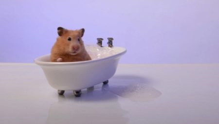 Is it possible to bathe hamsters and how to do it right?