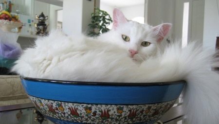 Overview of white cats of the Turkish Angora breed