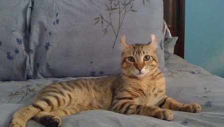 Highlander Cats Overview