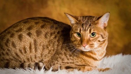 Ocicat: description of the breed of cats and care