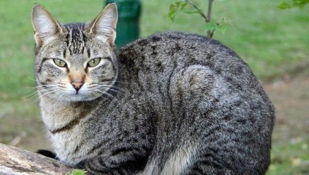 Coloring, maintenance and feeding of purebred cats and cats