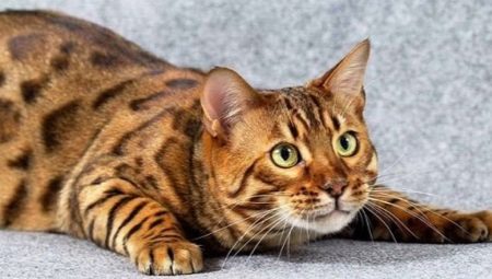 Description, nature and content of toyger cats