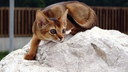 Description of the nature and habits of the Abyssinian cats