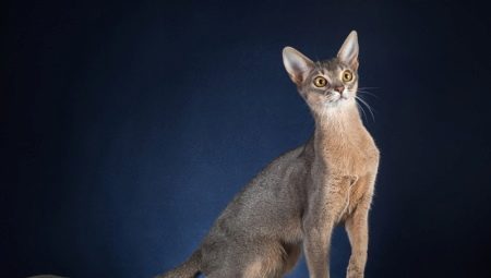 Description and content of Abyssinian cats blue color