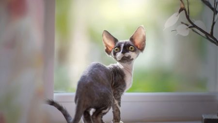 Description and content of cats Devon Rex