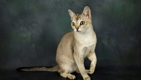 Description and content of Singapore cats