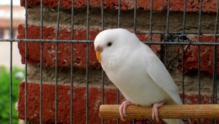 Features of white wavy parrots