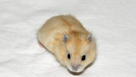Breeding features of the Dzungar hamsters