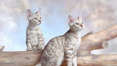 Peculiarities of snowy Bengal cats