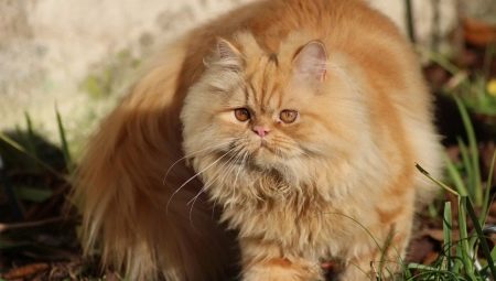 Persian cat: description, character, types and recommendations for care