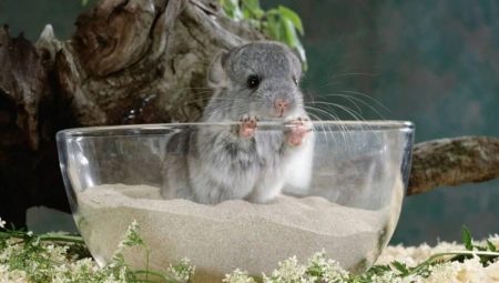 Sand for bathing chinchillas: how to choose and use?
