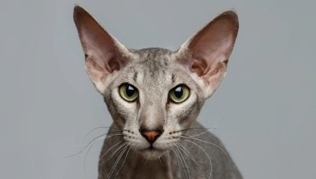 Peterbald: description of the cat breed, nature and content