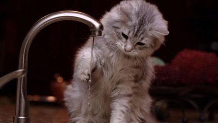 Why are cats afraid of water?