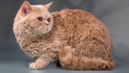 Breeds of curly cats and their conditions