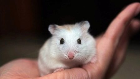 Breeds of little hamsters and features of their care