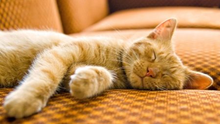 Duration and sleep patterns of the cat