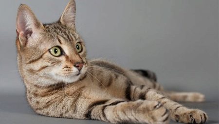The origin, description and content of the Egyptian Mau cats