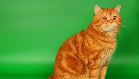 Red British cats: description, rules of keeping and breeding