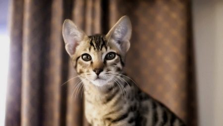 The most expensive cat in the world