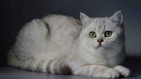 Silver British chinchilla: description and maintenance of cats