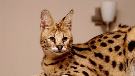 Serval: description, color options, especially the content and feeding