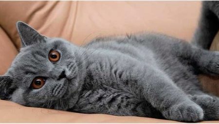 British gray cats: description and rules of care