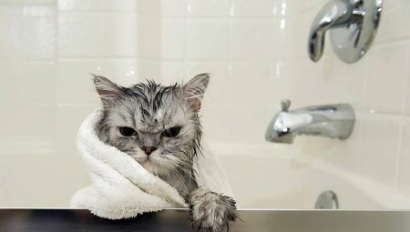Cat shampoo: how to choose and use it?