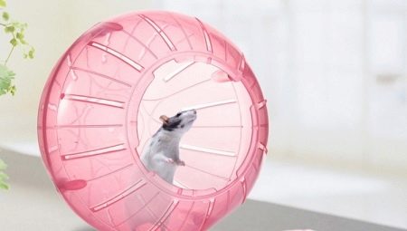 Ball for the hamster: the requirements and features of choice