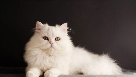 Siberian cats of white color: description of the breed and peculiarities of care
