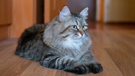 Siberian cats of gray color: characteristics and features of care