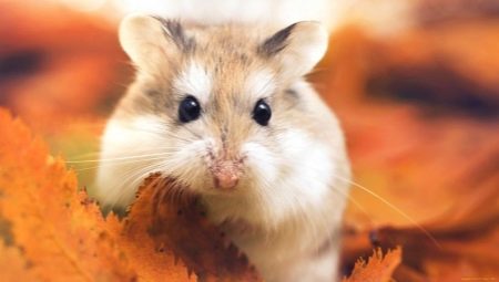 How long do hamsters live?