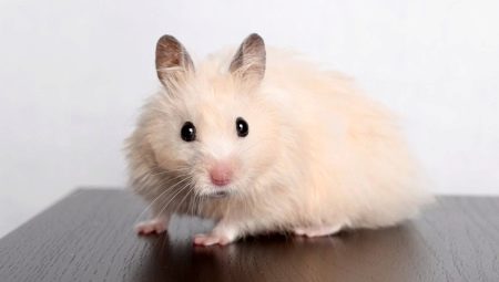 Hamster Syria sống ở nhà bao lâu?