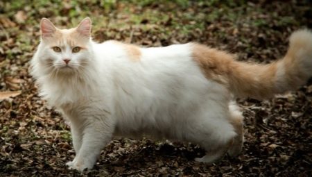 Turkish van: a description of the breed of cats, keeping and breeding