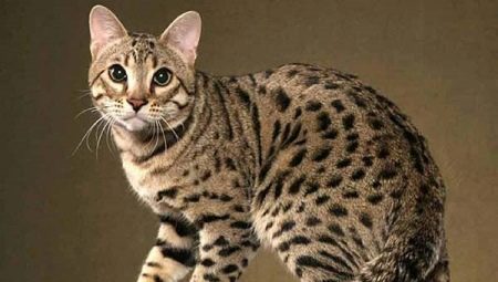 All, that need to know about cats breed Allerka