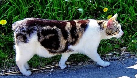 All you need to know about cats breed Manx