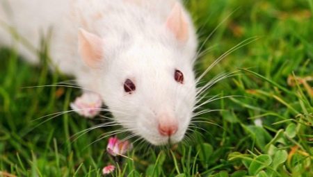 Everything you need to know about rats