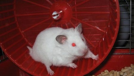 All about white Dzungarian hamsters
