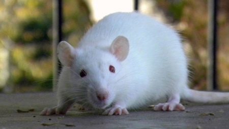 All about white rats