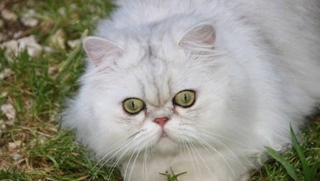 All about chinchilla cats