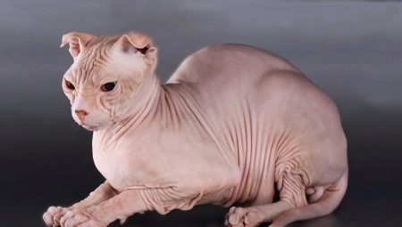 All about cats breed Ukrainian Levkoy