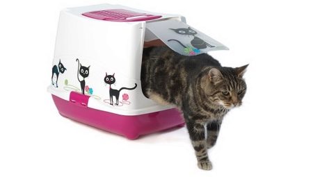 All about carrying for cats