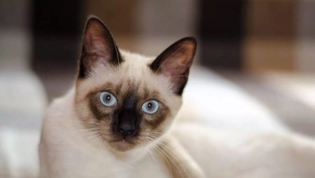 All about Siamese cats